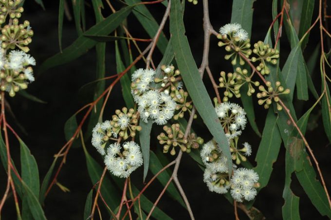 Eucalyptus elata Australian native plant