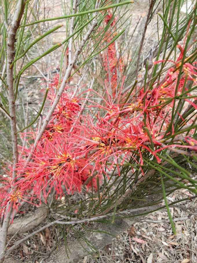 Hakea orthorrhyncha Australian native plant