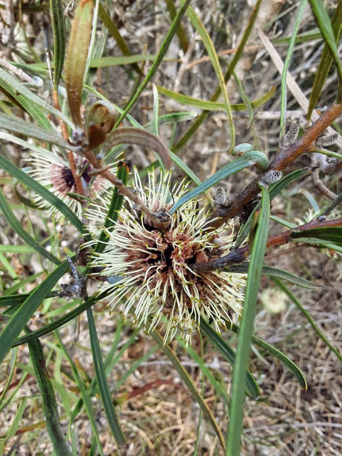 Hakea pycnoneura Australian native plant