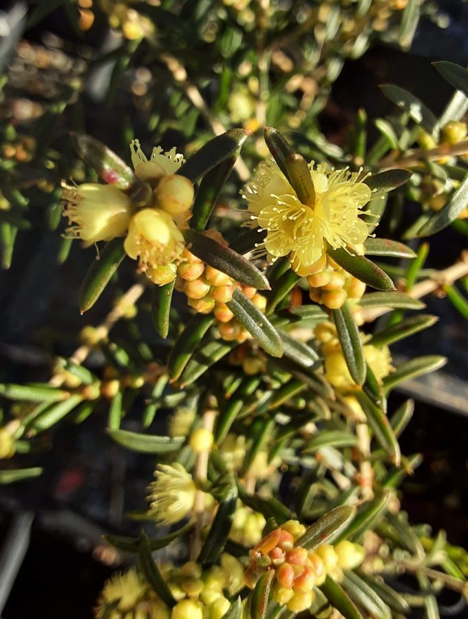 Hypocalymma linifolia Australian native plant