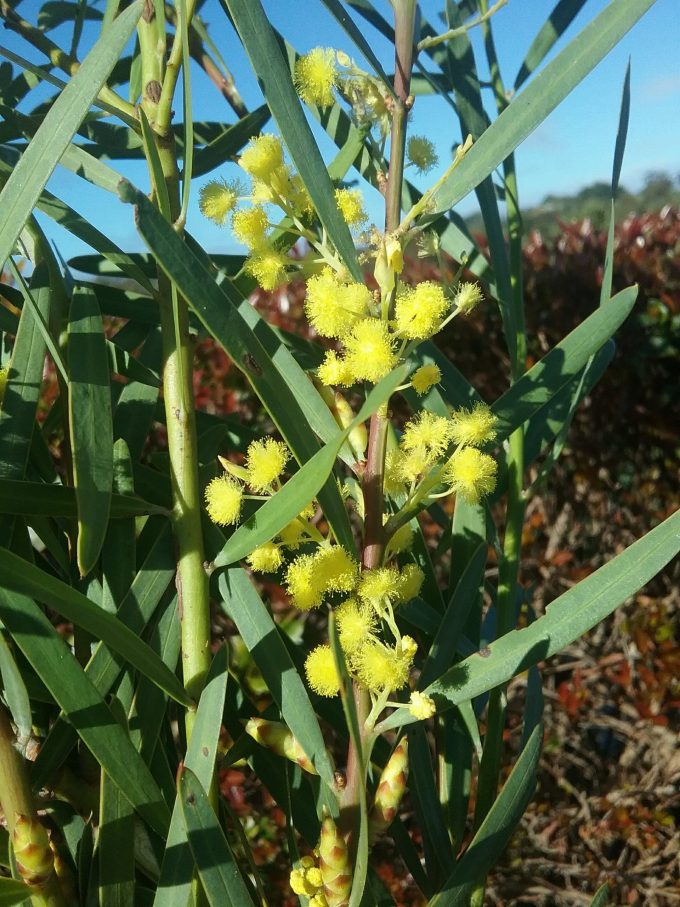 Acacia iteaphylla Australian native plant