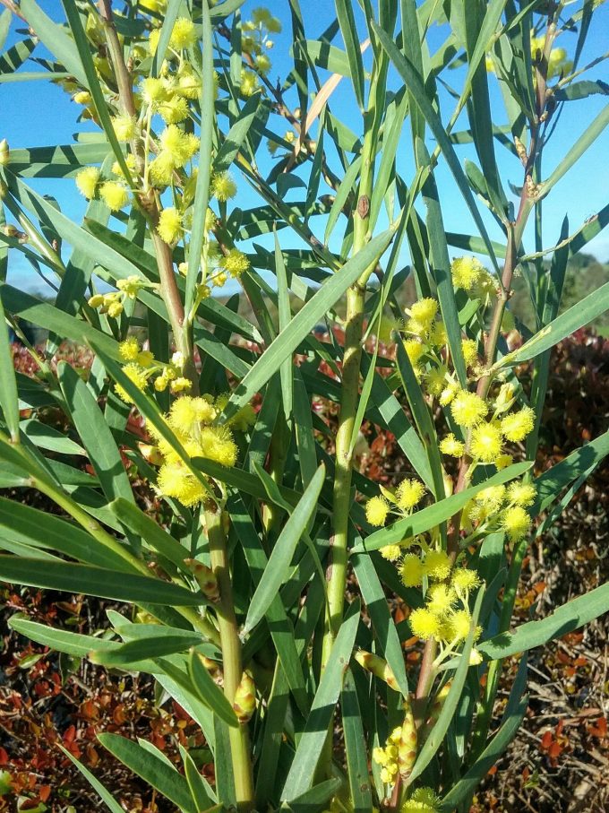 Acacia iteaphylla Australian native plant
