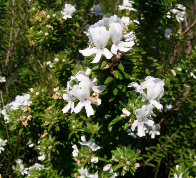Westringia fruticosa Zena Australian native plant