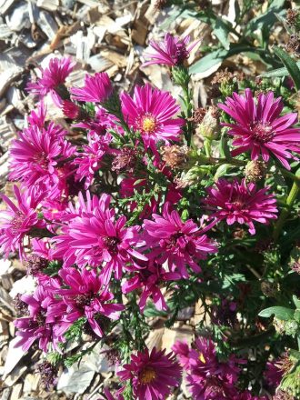 Aster Crimson Glory perennial plant