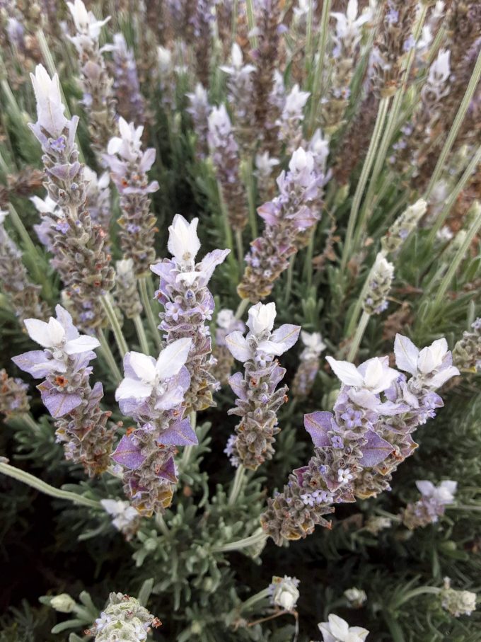 Lavender Paleface perennial plant