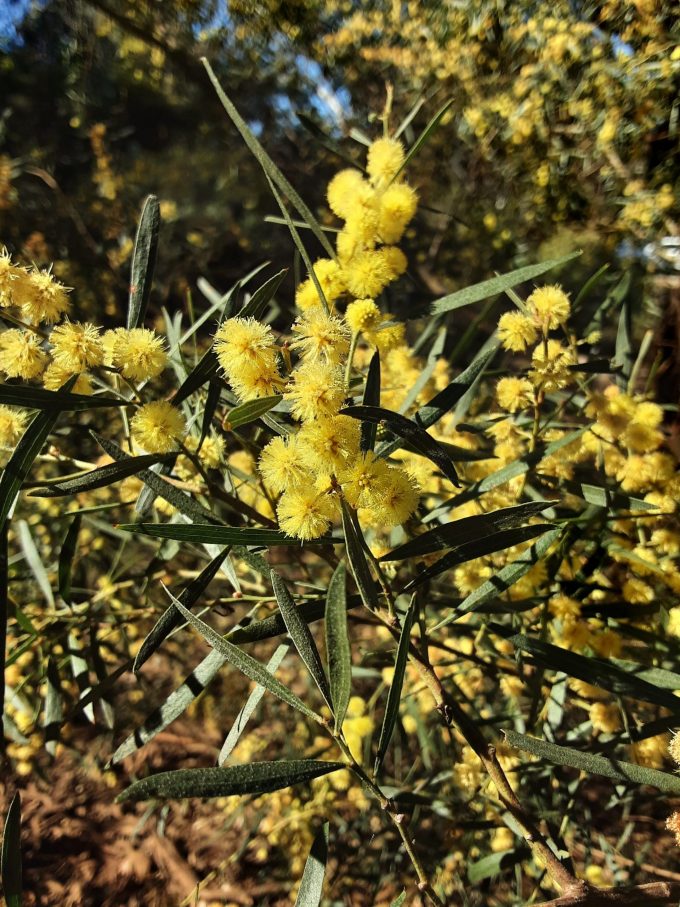 Acacia verniciflua Australian native plant