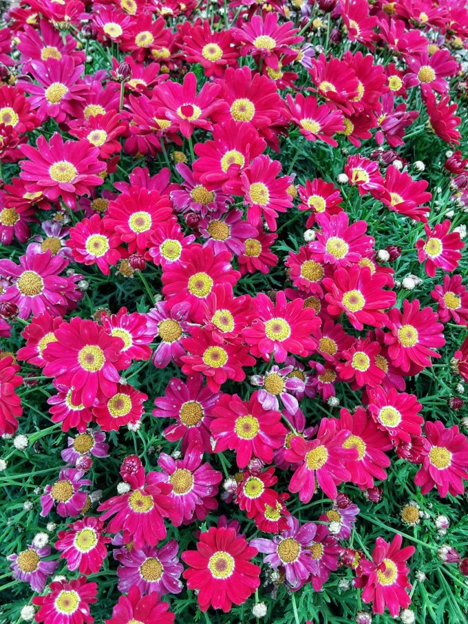 Argyranthemum Red Baron perennial plant