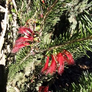 Callothamnus Tree Form Calothamnus quadrifidus grey form in 75mm Supergro Tube – Trigg Plants
