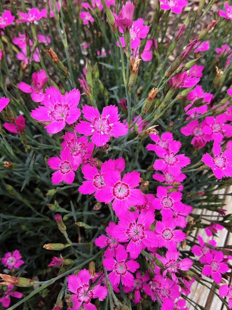 Dianthus myrtinervius perennial plant