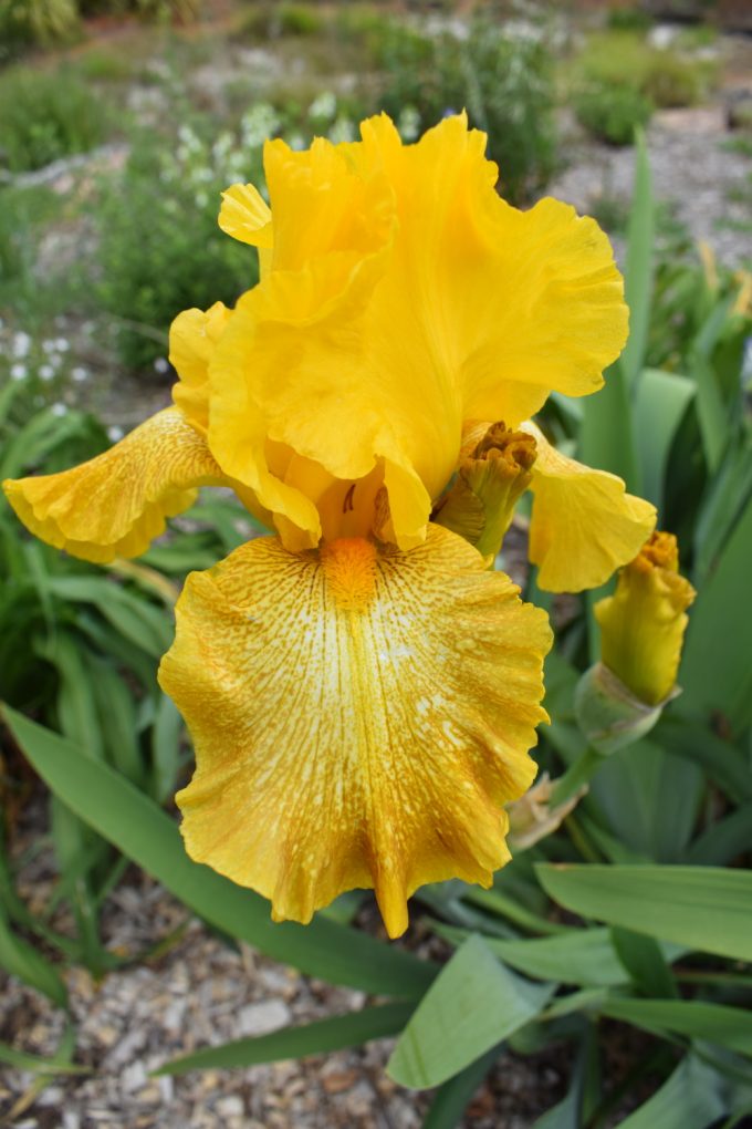 Tall bearded iris Shaft of Gold