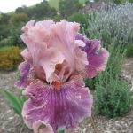 Tall bearded Iris Aflutter
