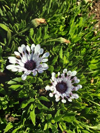 Osteospermum White Spider perennial plant