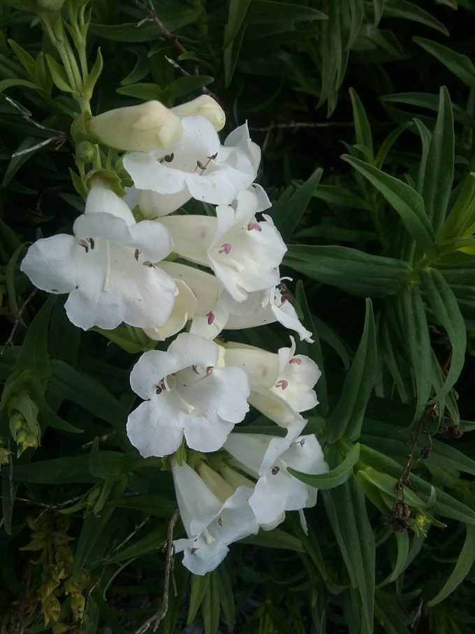 Penstemon White Bedder perennial plant