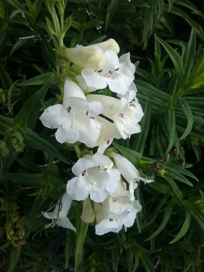 penstemon White Bedder perennial plant