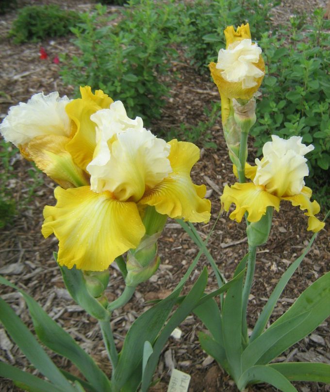 Tall bearded iris Alpine Harmony
