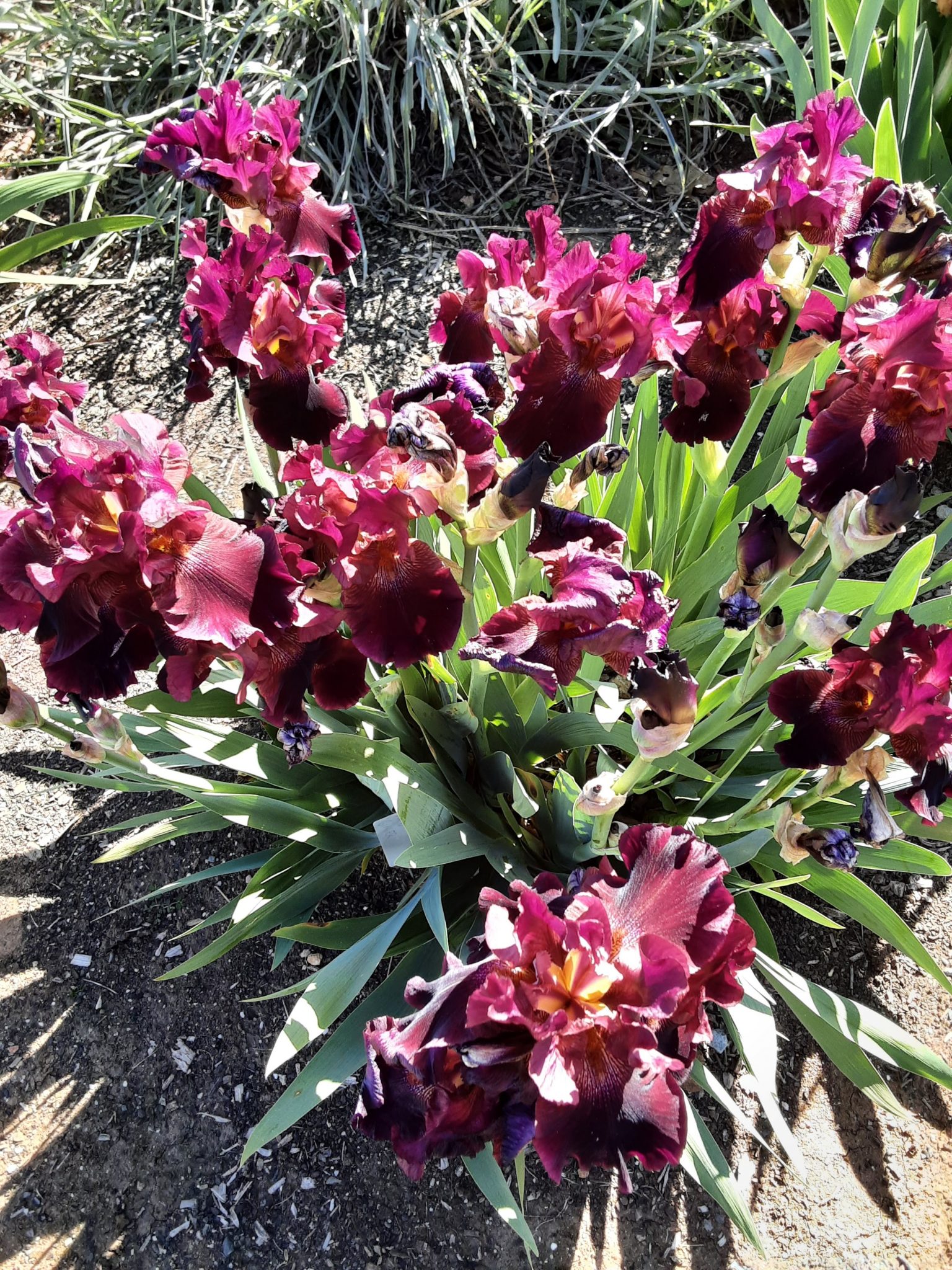 Tall Bearded Iris RED GINGER (bare rooted rhizome) – Trigg Plants