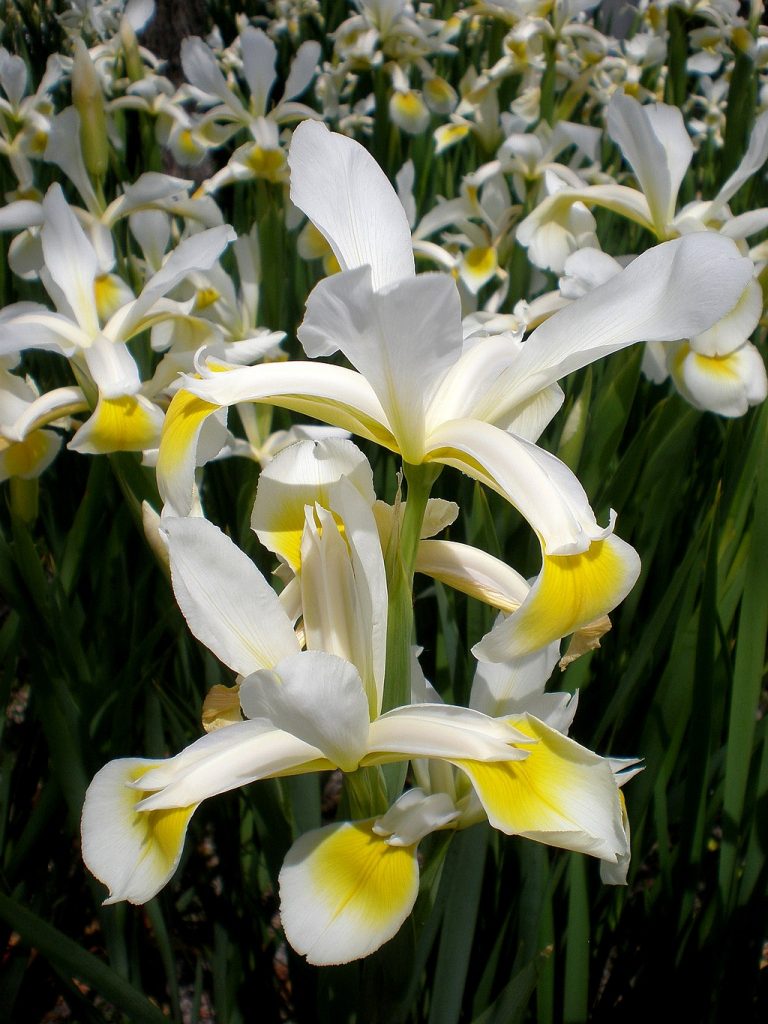 iris orientalis perennial plant