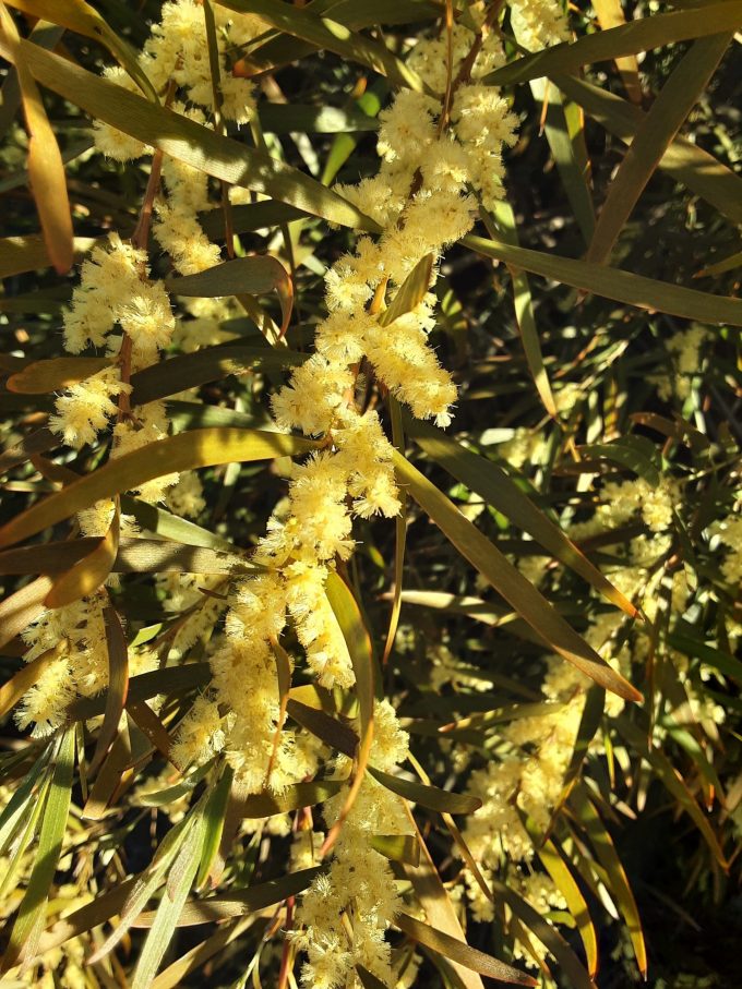 Acacia floribunda Australian native plant