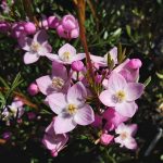 Boronia muelleri x pinnata Australian Native Plant
