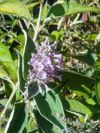 Buddleia curviflora in 50mm Forestry Tube