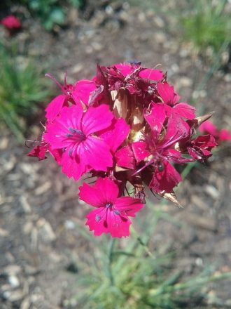 Dianthus pinifolius in 50mm Forestry Tube