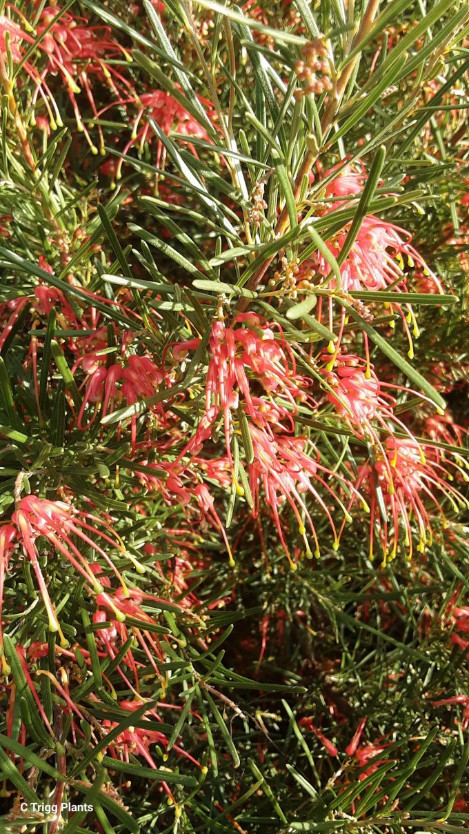 Grevillea pinaster compact Australian native plant