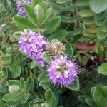 Hebe Wiri Image perennial plant