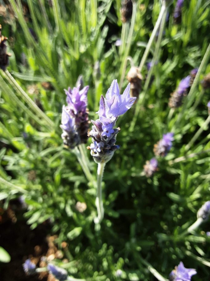 Lavender Monet perennial plant