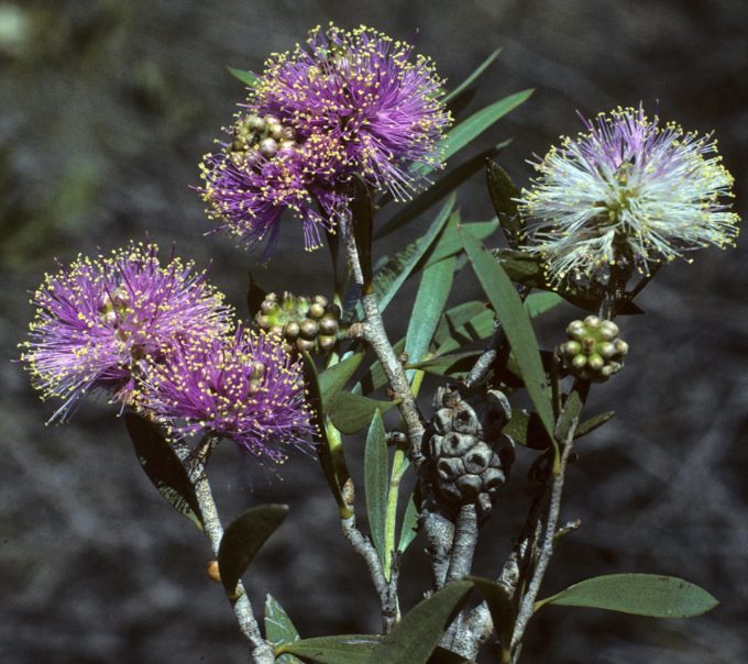 Melaleuca campanae Australian native plant
