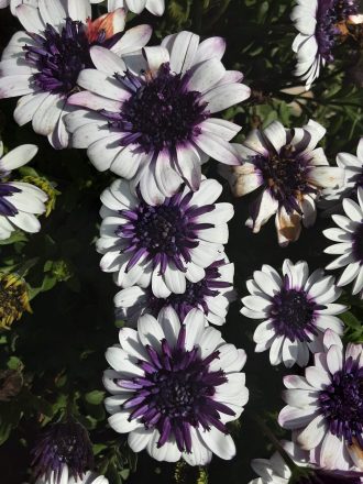 Osteospermum ecklonis Blueberry perennial plant