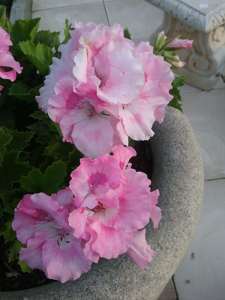 Pelargonium Palmyra Princess perennial plant