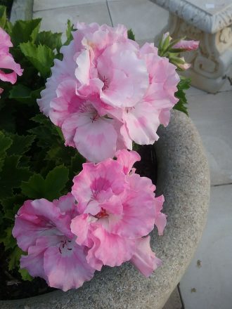 Pelargonium Palmyra Princess perennial plant