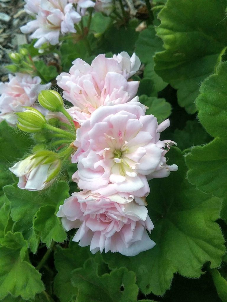Pelargonium Rosebud Gem perennial plant