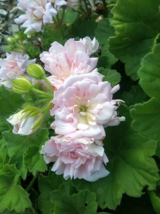 Pelargonium Rosebud Gem perennial plant