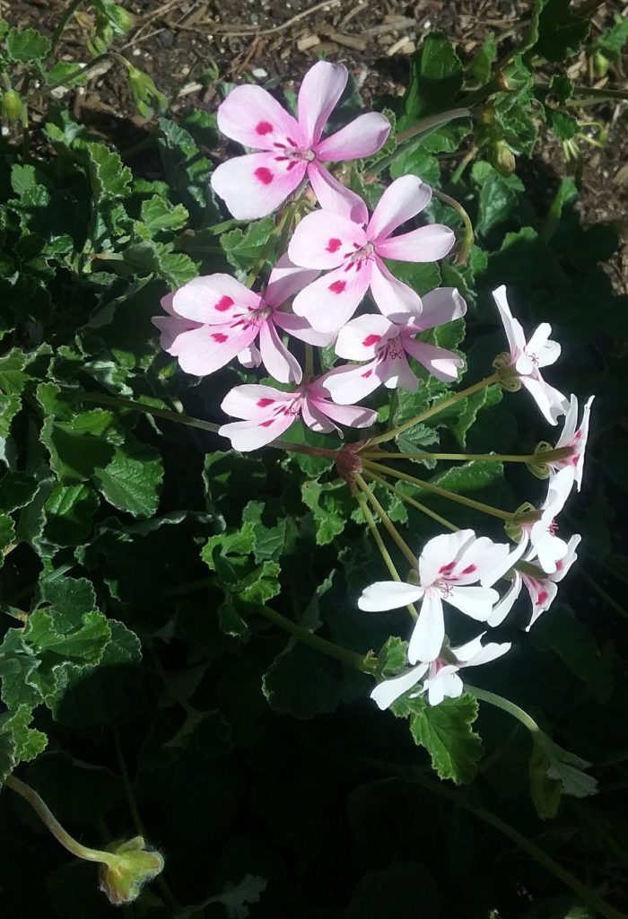 Pelargonium echinatum perennial plant