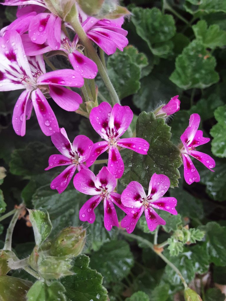 Pelargonium echinatum Miss Stapleton perennial plant