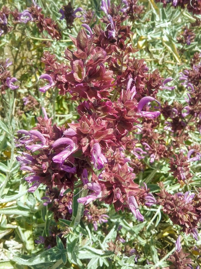 Salvia canariensis var. candidissima perennial plant
