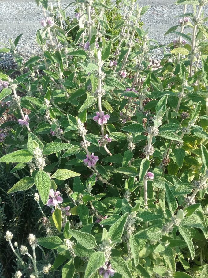 Phlomis purpurea perennial plant