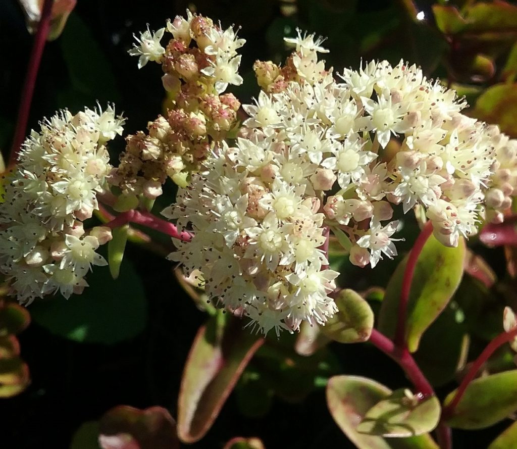 Sedum telephium subsp. ruprechtii ‘Beth Chatto’s’
