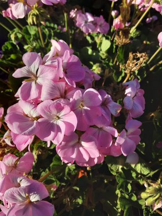 Pelargonium Premium Lavender perennial plant