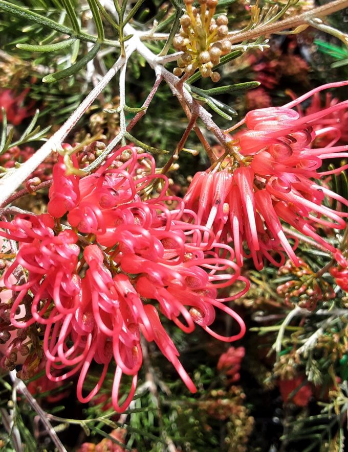 Grevillea Bethany Australian native plant