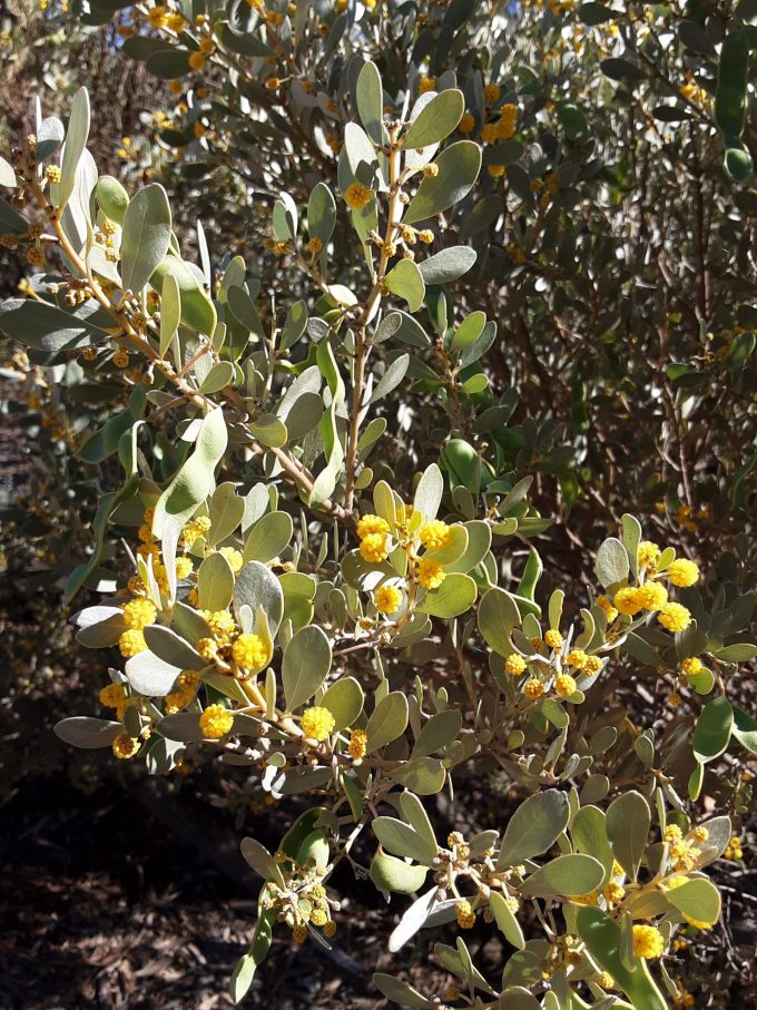 Acacia argyrophylla Australian native plant