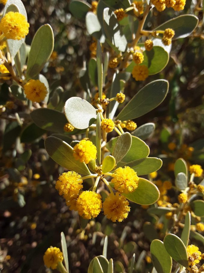 Acacia argyrophylla Australian native plant