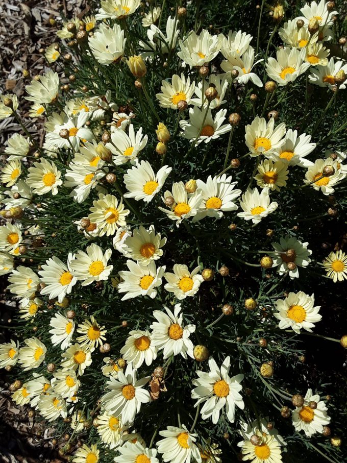 Argyranthemum Happy Days perennial plant