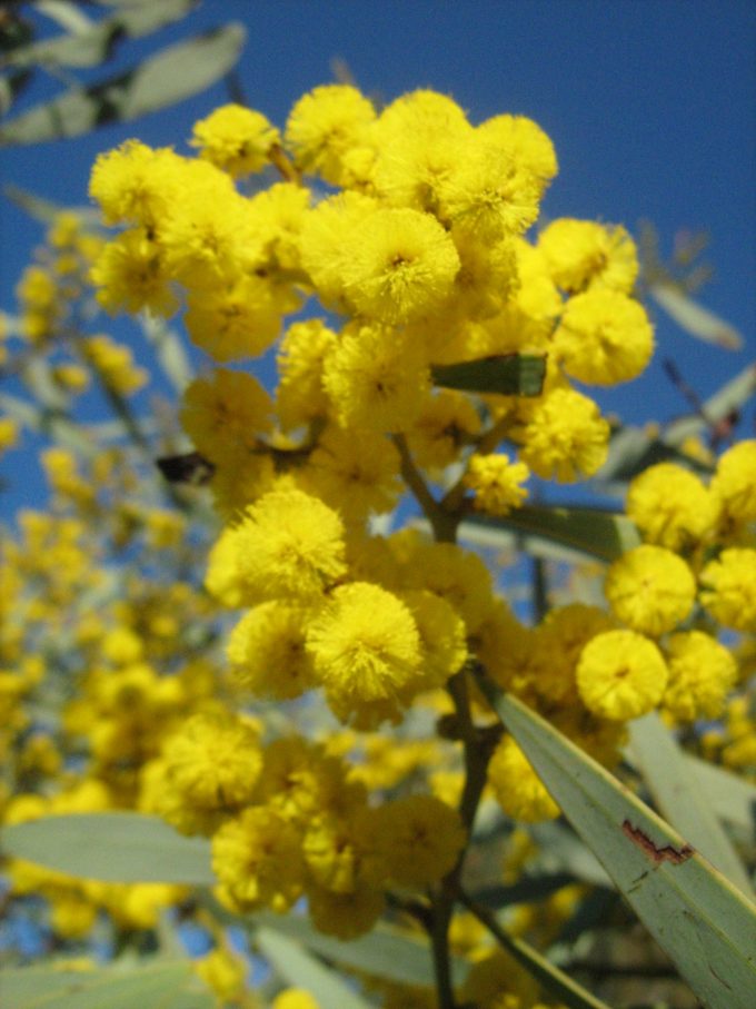 Acacia notabilis Australian native plant
