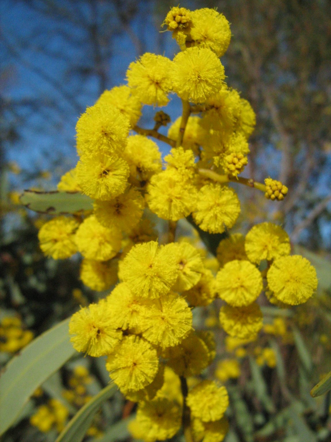 Acacia Notabilis 30 Seeds Trigg Plants