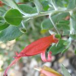 eremophila glabra upright burgundy Australian native plant