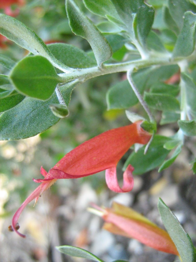 eremophila glabra upright burgundy Australian native plant