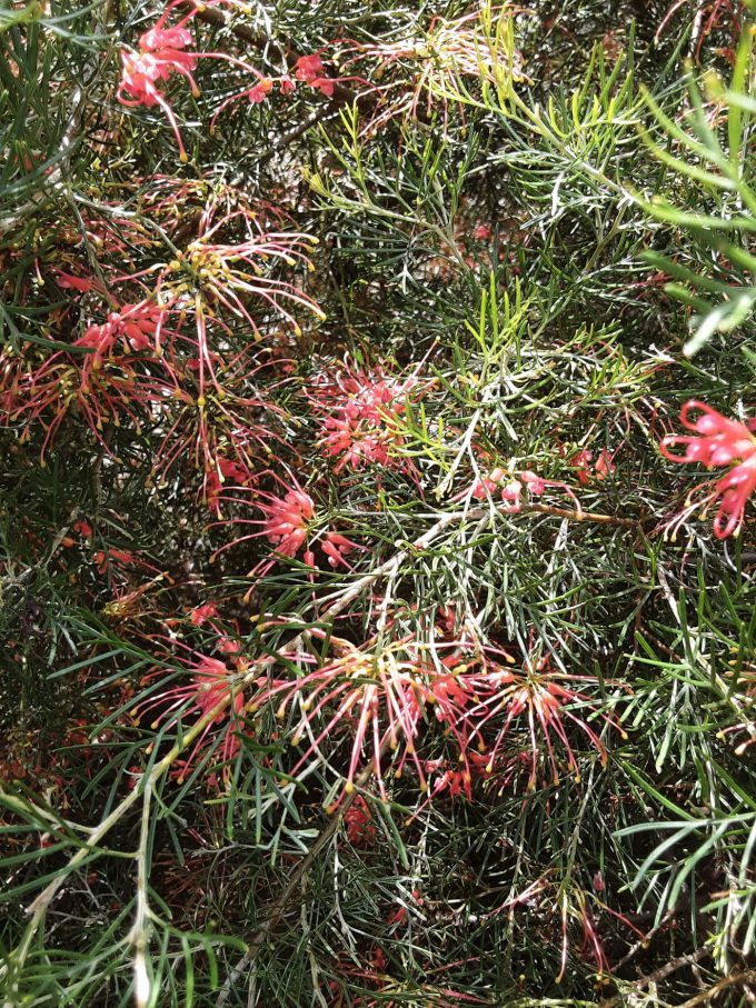 Grevillea Bethany Australian native plant