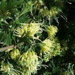 Grevillea Caramah Yellow Australian native plant